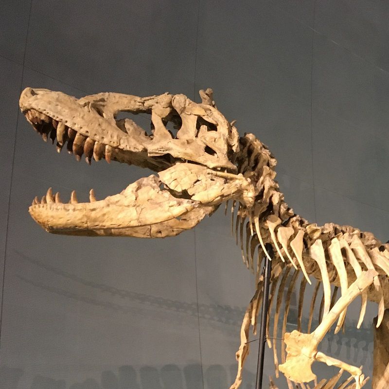 男一人で福井県立恐竜博物館に行ってきた 一人旅ブログ
