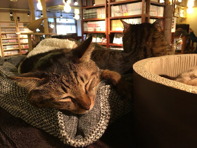 男一人で池袋の猫カフェ 猫の居る休憩所299 に行ってきた 一人旅ブログ