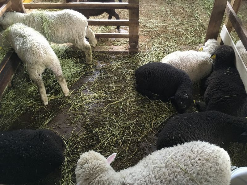 まかいの牧場 羊の家 仔羊