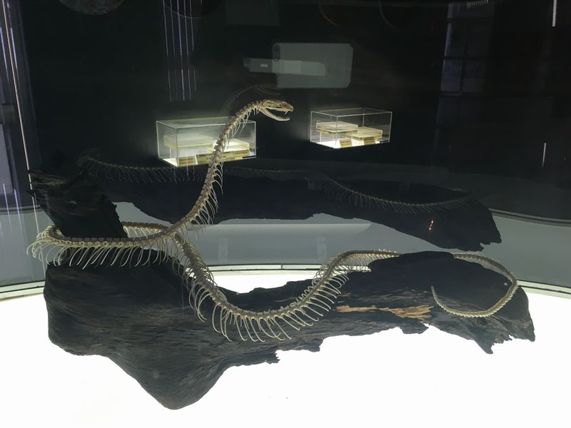 タイ バンコク スネークファーム SNAKE FARM ヘビ コブラ Monocellate Cobra 骨